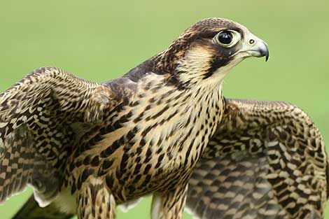 NaturFreunde Deutschland Ortsgruppe Obertshausen e.V.