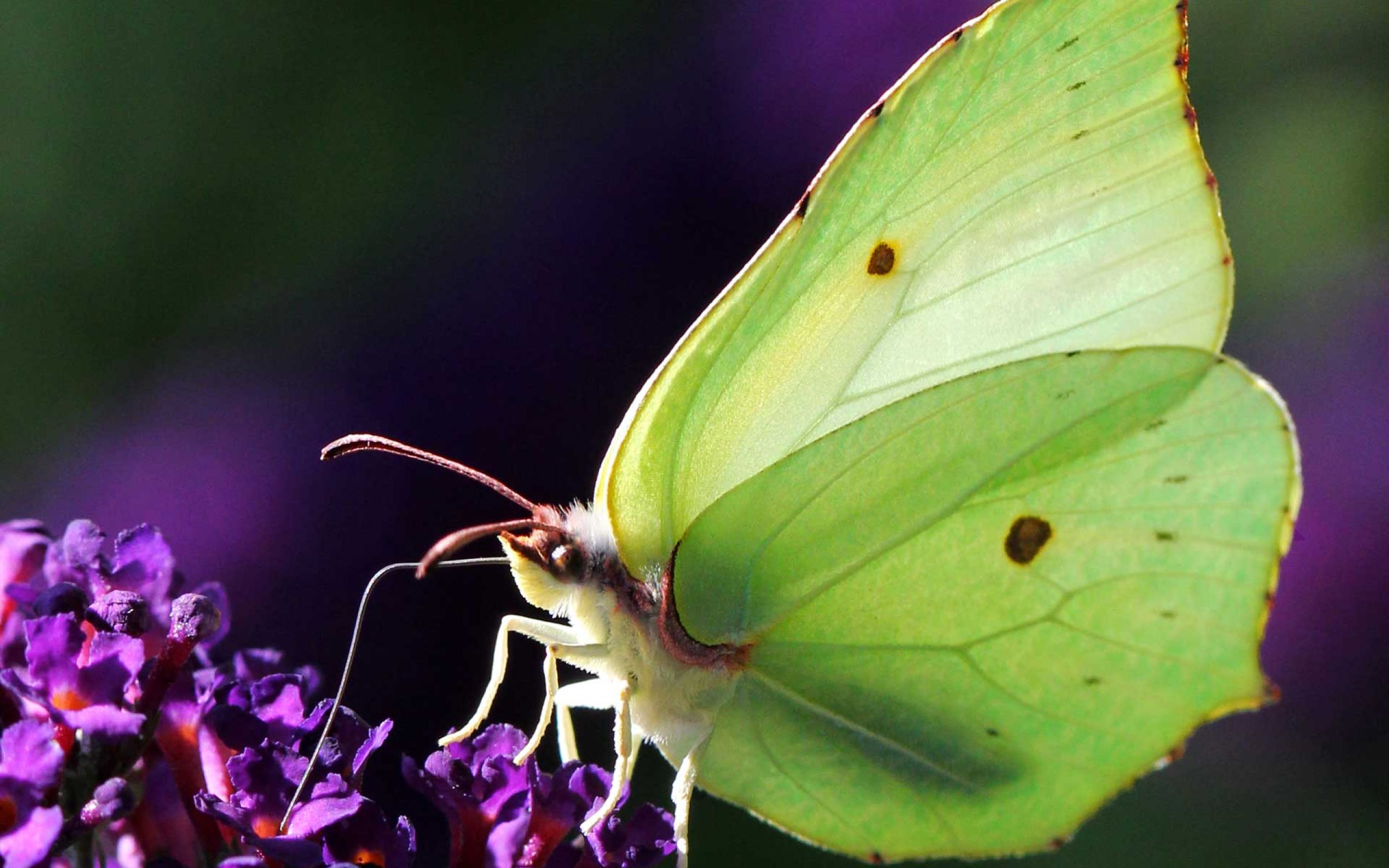 NaturFreunde Deutschland Ortsgruppe Obertshausen e.V.