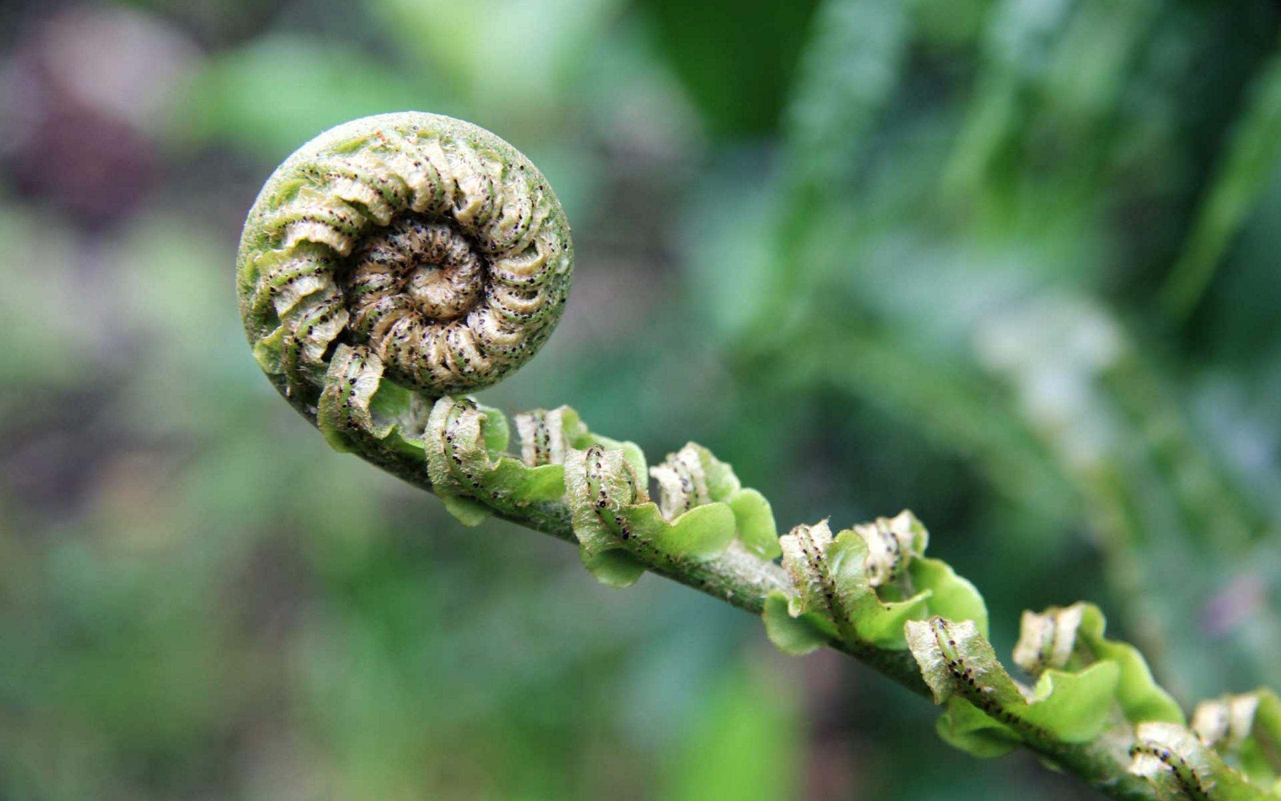 NaturFreunde Deutschland Ortsgruppe Obertshausen e.V.